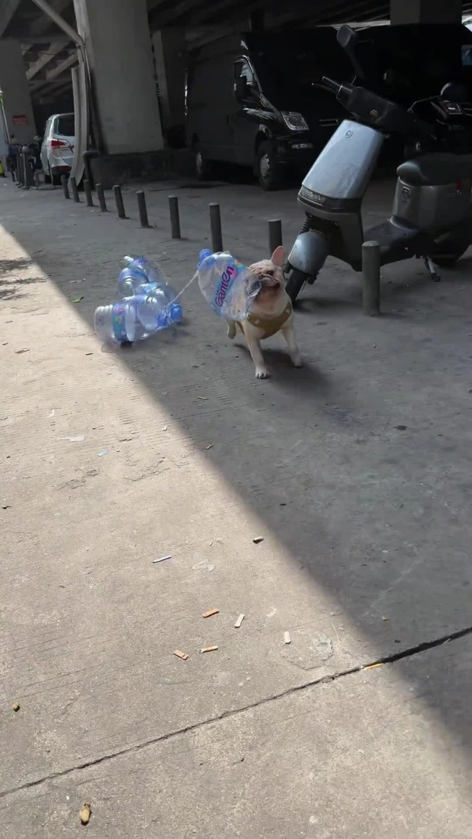 French bulldog earns ,000 collecting bottles, funds stray cat rescue efforts