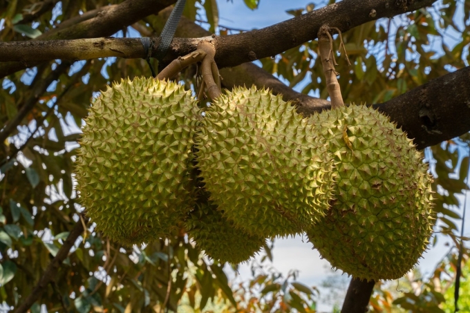 Durians. Photo by Unsplash/themanh401