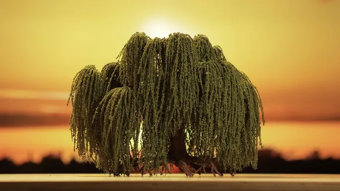 Willow trees have a long and surprisingly eerie history in folklore. Photo: X