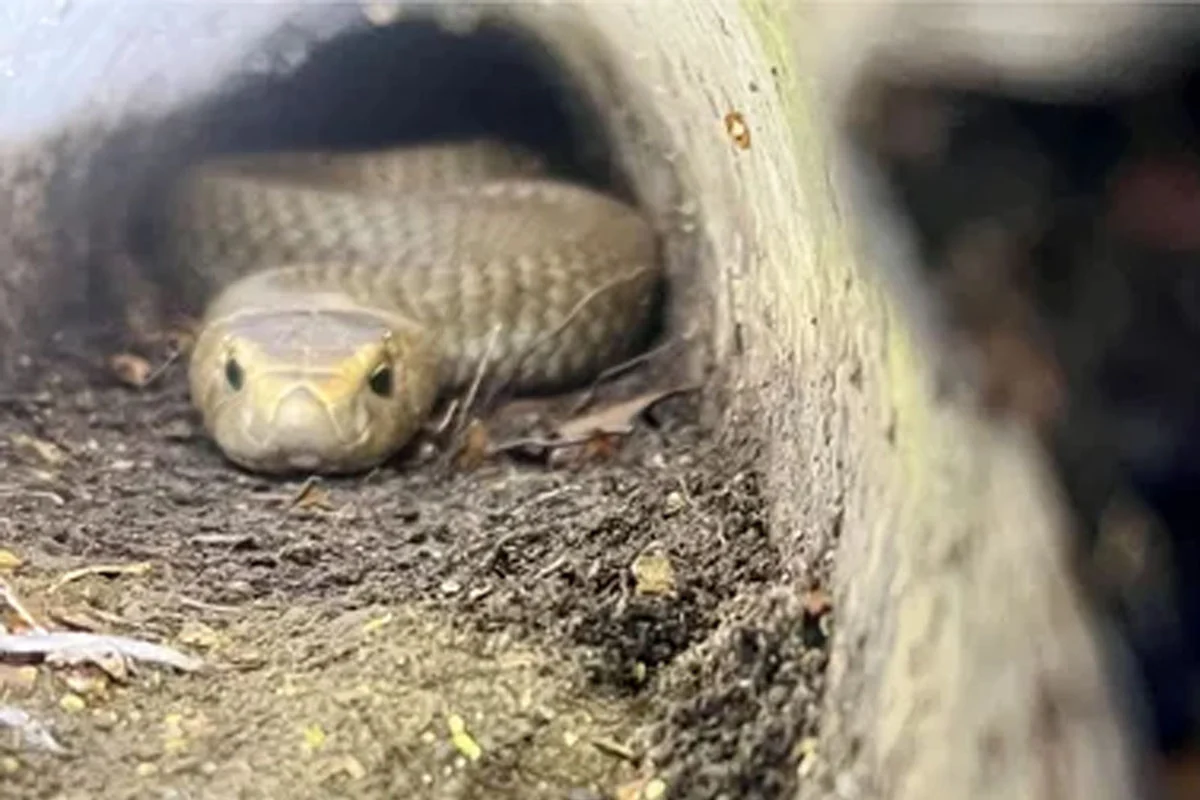 these mistakes attract snakes in home garden