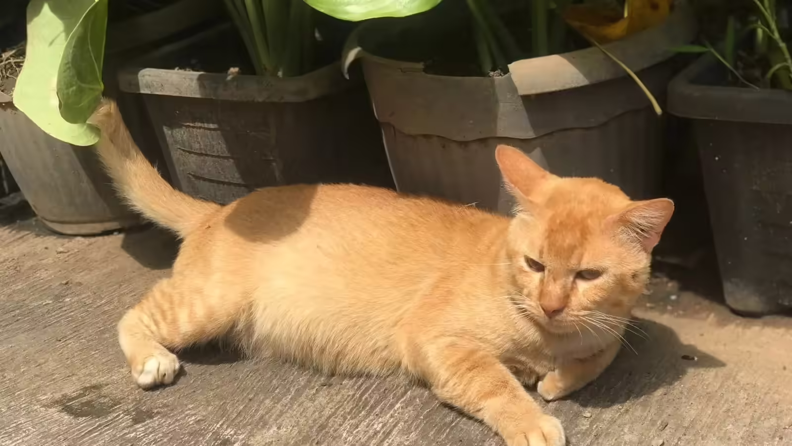 6 shocking facts about cats that most owners don't know