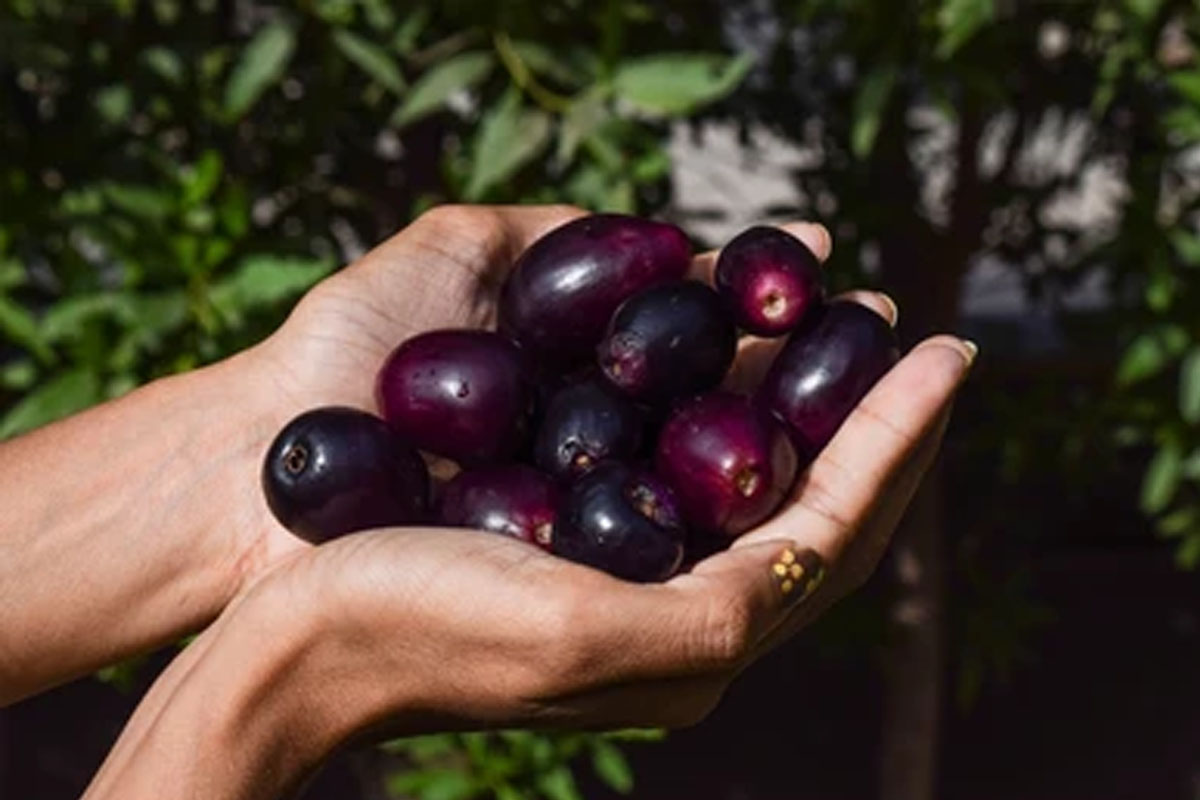recipe for tangy jamun drink to beat the heat