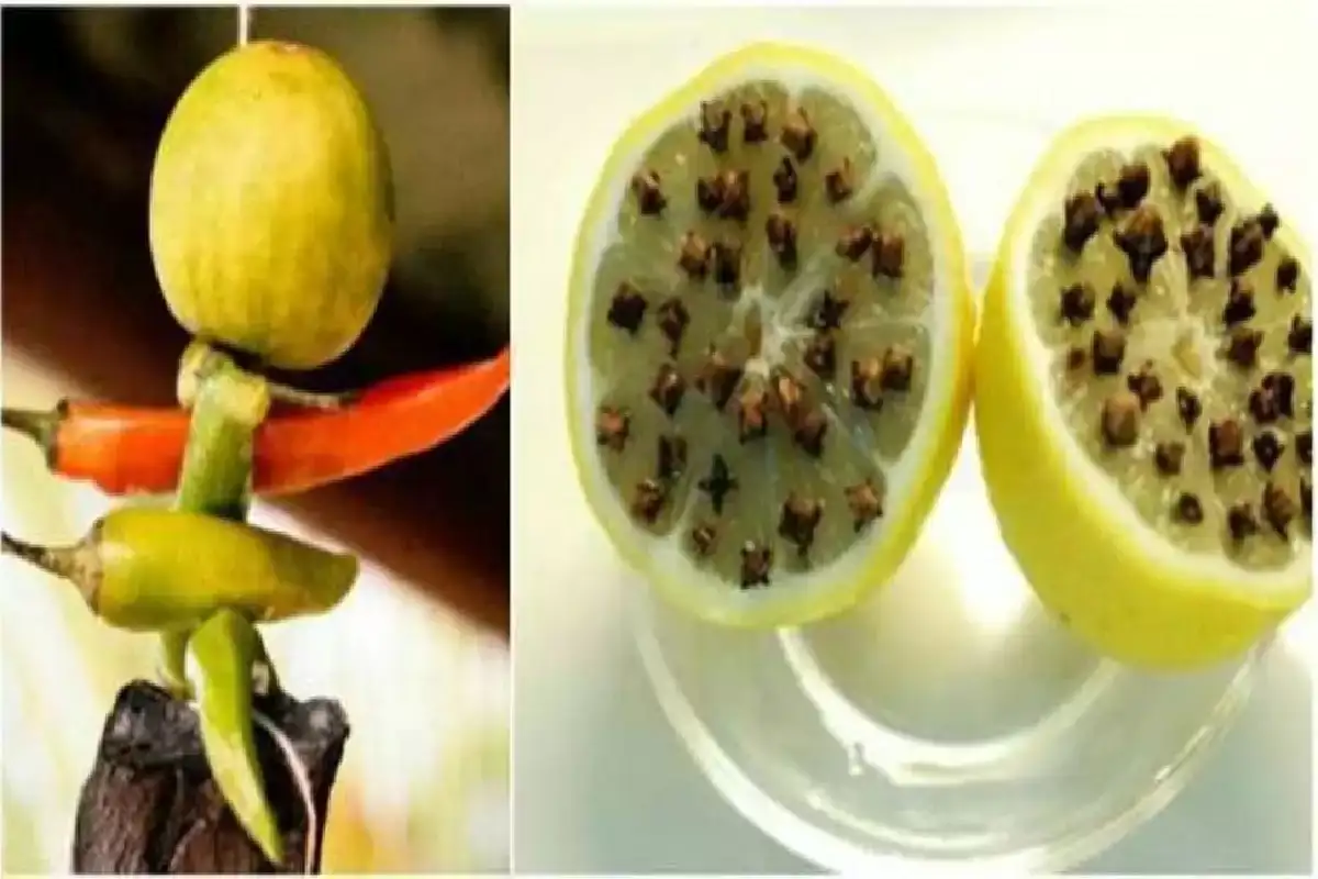 Magical recipe of lemon and cloves: amazing health benefits