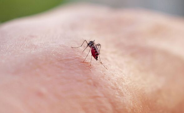 Mosquito bite