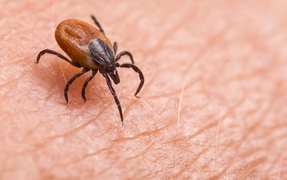 Deer tick