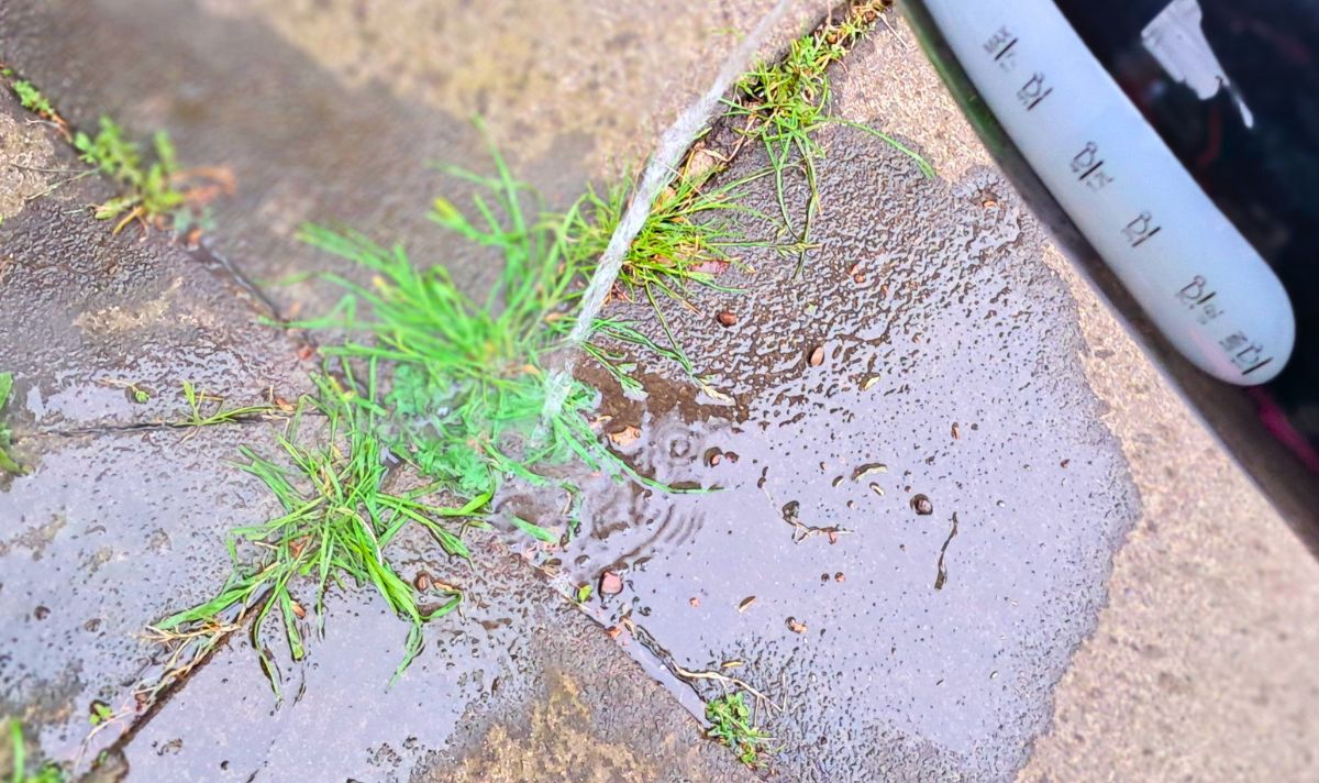 Picture of me pouring water on a weed Picture of me pouring water on a weed