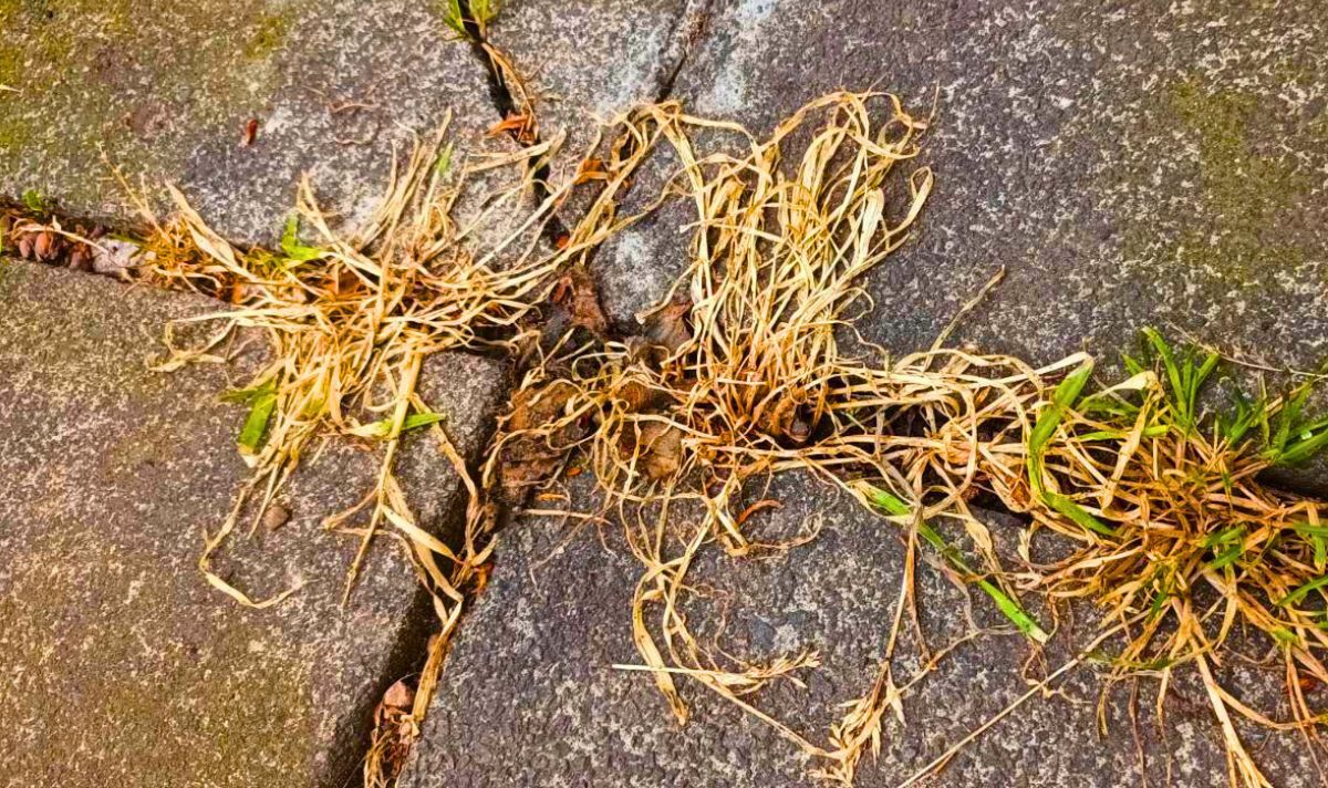 Picture of a dead patio weed Picture of a dead patio weed