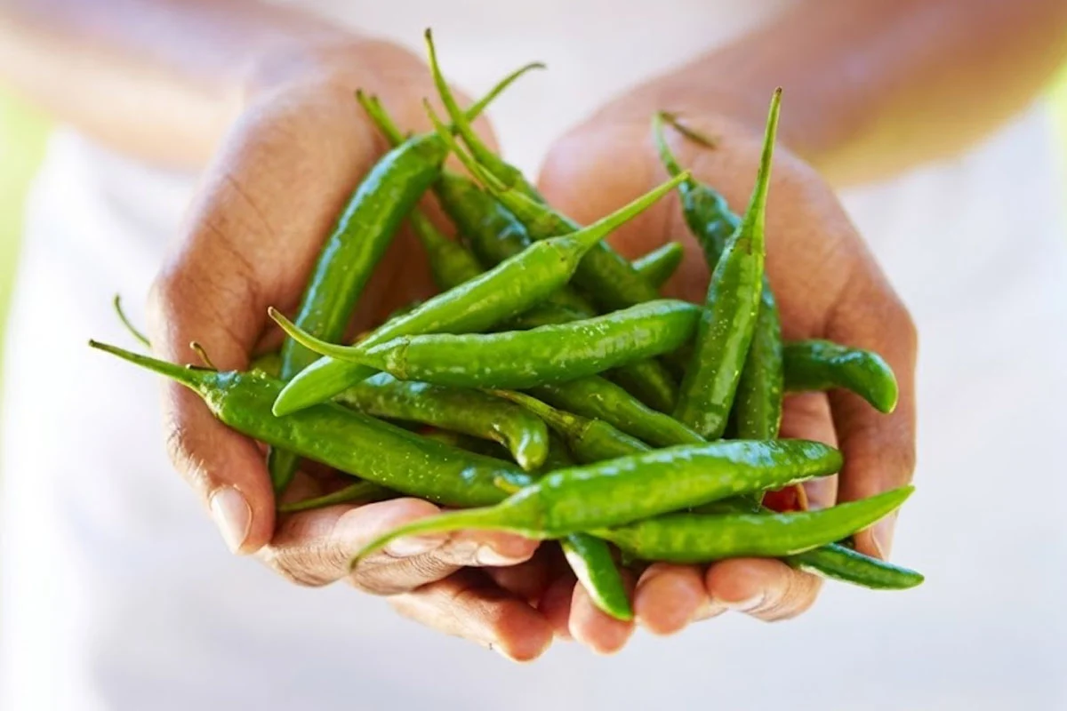 Healthy green chilli plant growing in a balcony container at home