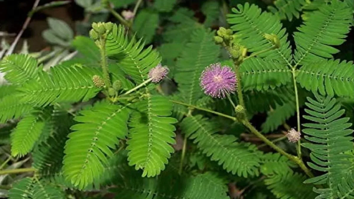 Vastu Tips for Sawan - Grow These Plants in Your Courtyard to Please Lord Shiva Shami plant2