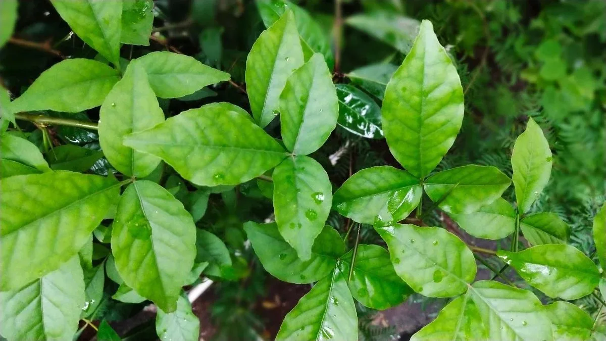 Vastu Tips for Sawan - Grow These Plants in Your Courtyard to Please Lord Shiva Belpatra – Bhole's most beloved thing