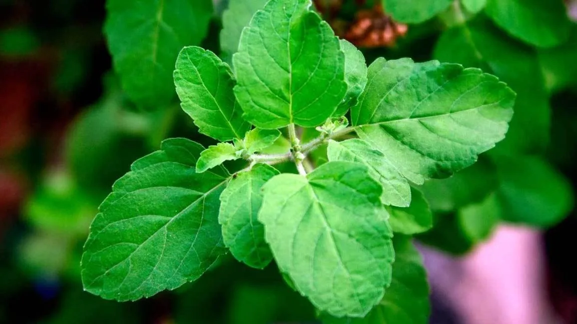 Vastu Tips for Sawan - Grow These Plants in Your Courtyard to Please Lord Shiva Tulsi 5
