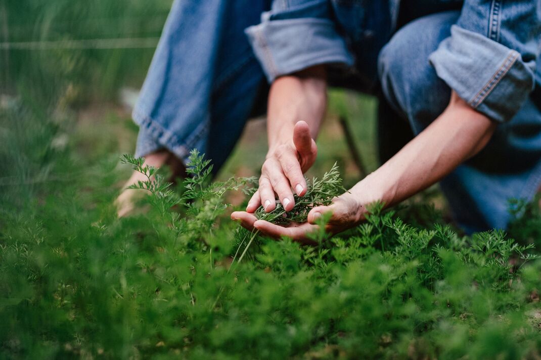 Hard work in the garden during warm autumn day, taking care of vegetable plants, holding carrot's leaves.