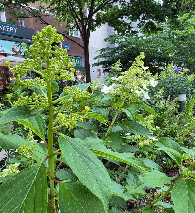 Samsung Galaxy Z Fold8 picture sample Samsung Galaxy Z Fold8 picture sample