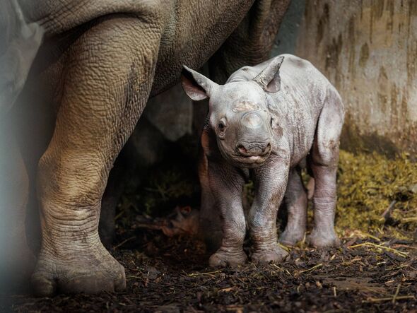 A new baby rhino at Folly Farm stood at the feet of his mother A new baby rhino at Folly Farm stood at the feet of his mother