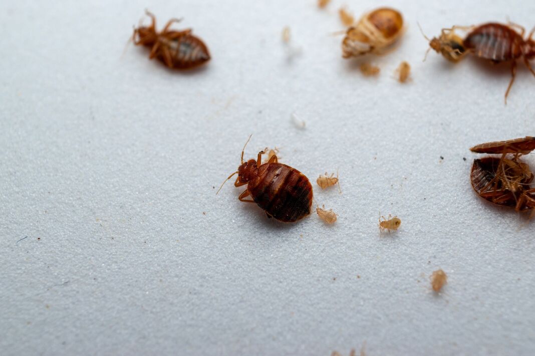 Bedbug