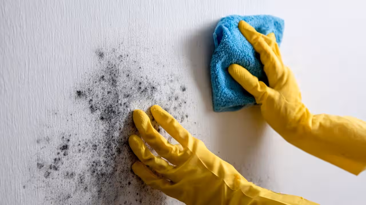 PC: AI Generated Clean small mould spots before it spreads <br><br>