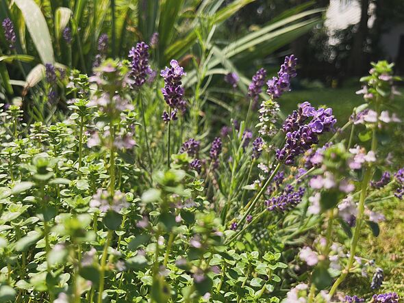 Lavender and thyme growing in an herb garden Lavender and thyme growing in an herb garden