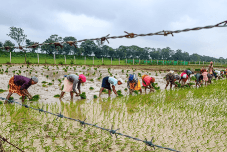 AI-based weather forecasting: Govt sent monsoon forecasts to 3.8 crore farmers this year