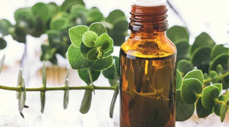 Eucalyptus oil
