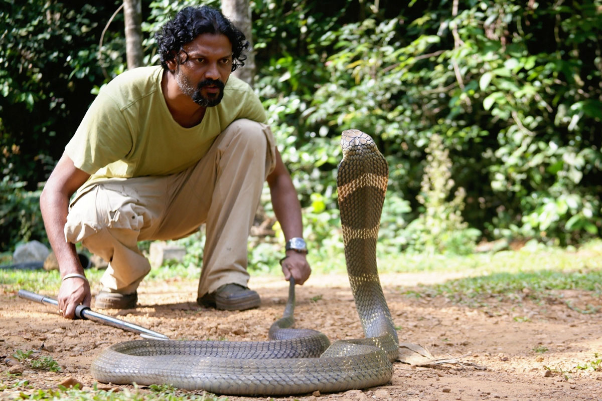 From King Cobras to Pythons: 5 Indian Destinations for Snake Lovers