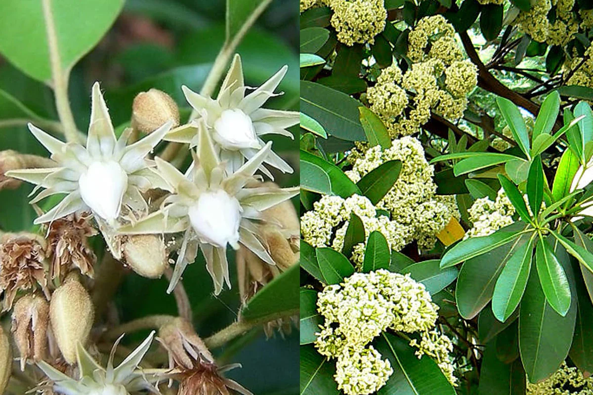 4 Garden Trees That Add Fragrance, Shade and Attract Birds
