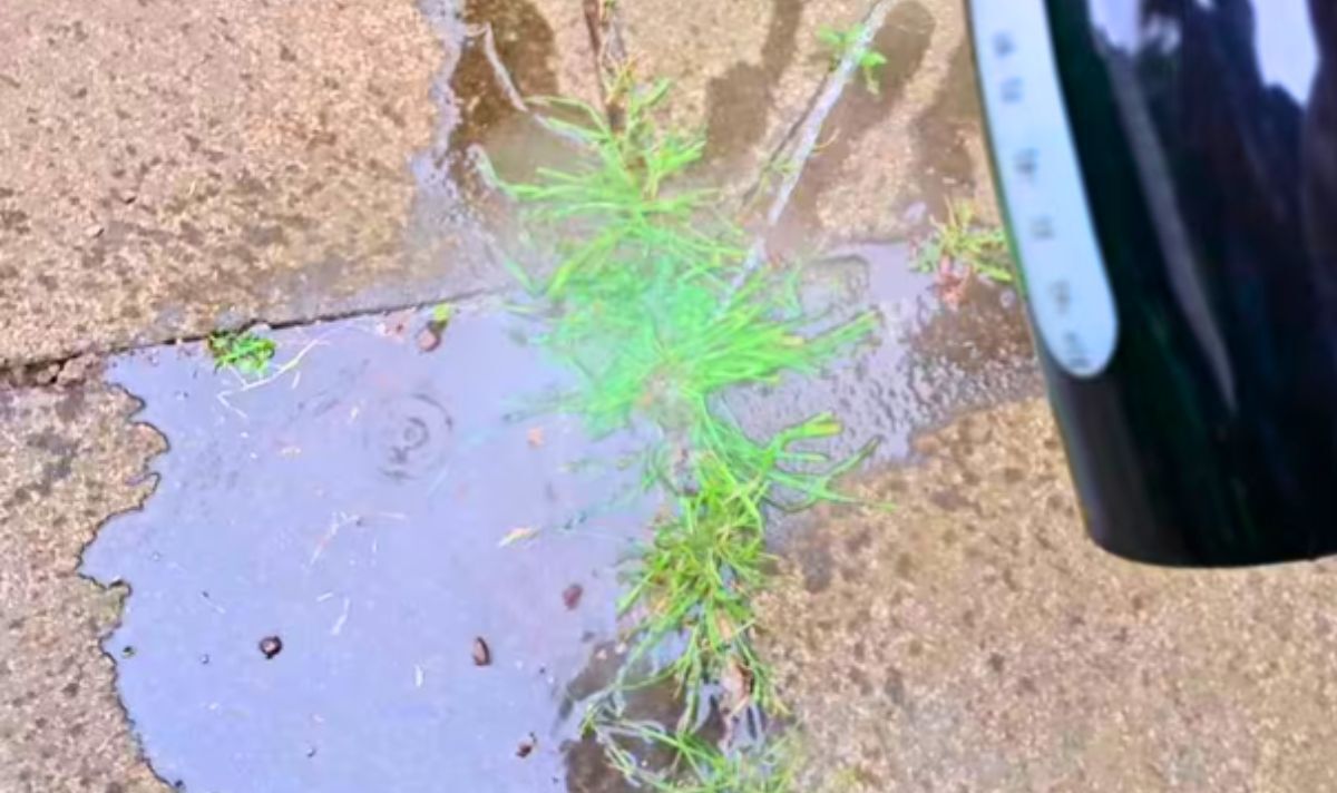 Picture of boiling hot water being poured onto a weed 