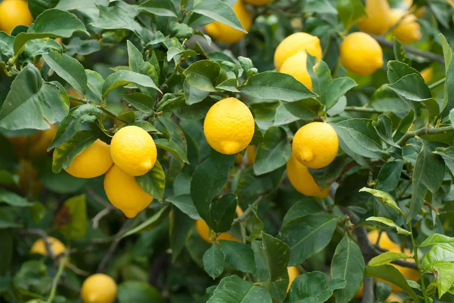 Tips for keeping lemon juice fresh in the refrigerator