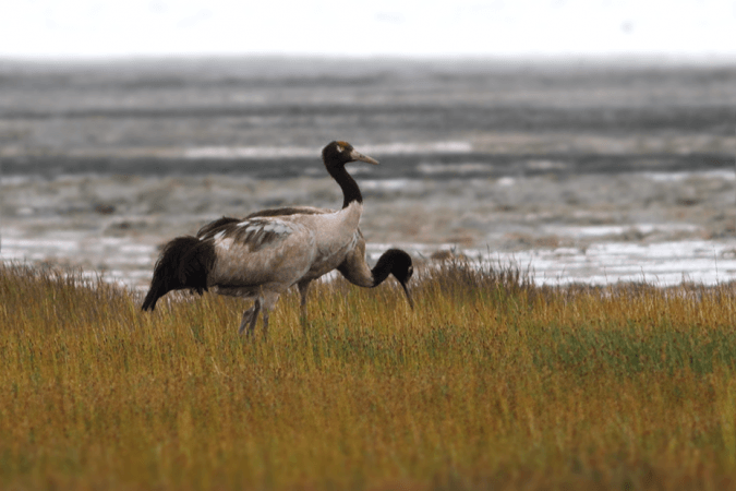 Black-necked crane