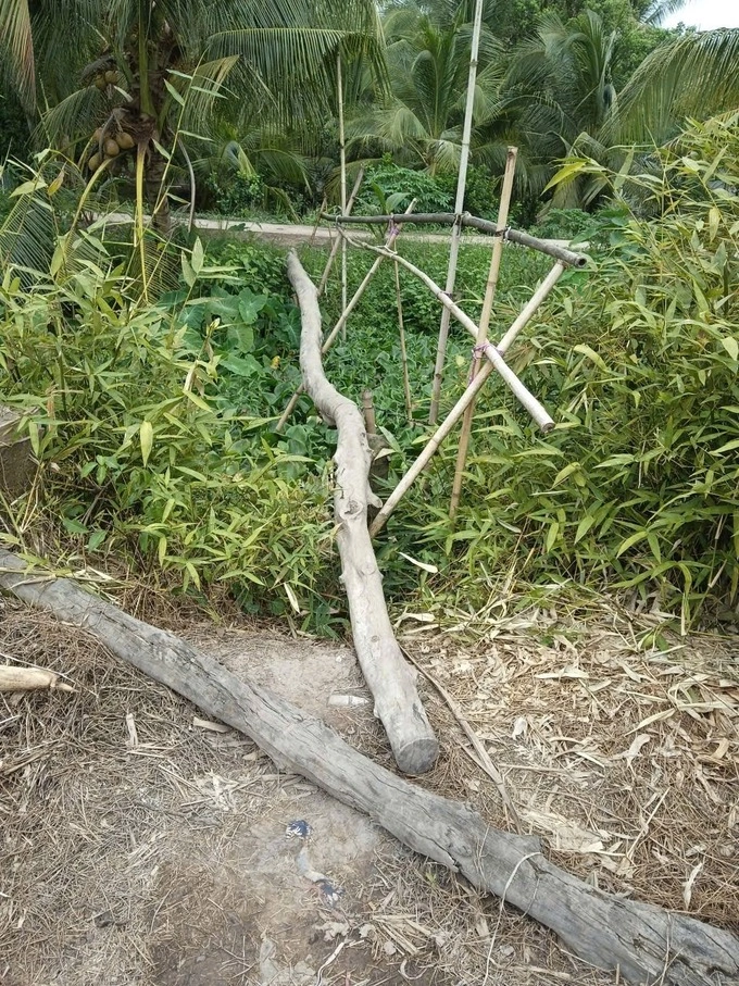 The canal crossing was temporarily built by people using tree trunks and bamboo in My Thanh hamlet. Photo: Nguyen Truc Phuong