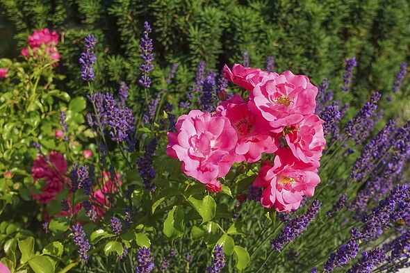 Roses (pink), pink blossom, flowers, lavender (Lavandula angustifolia), narrow-leaved lavender, ornamental plant, medicinal plant, purple flowers, flo Roses (pink), pink blossom, flowers, lavender (Lavandula angustifolia), narrow-leaved lavender, ornamental plant, medicinal plant, purple flowers, flo