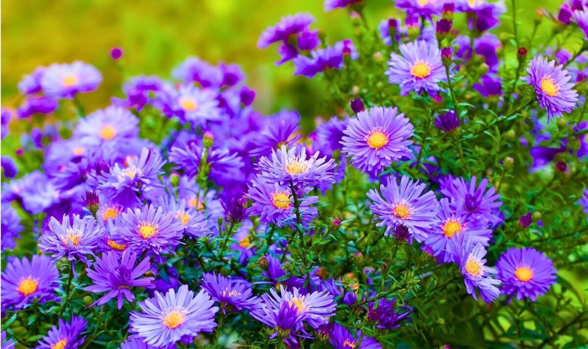 Picture of aster flowers Picture of aster flowers