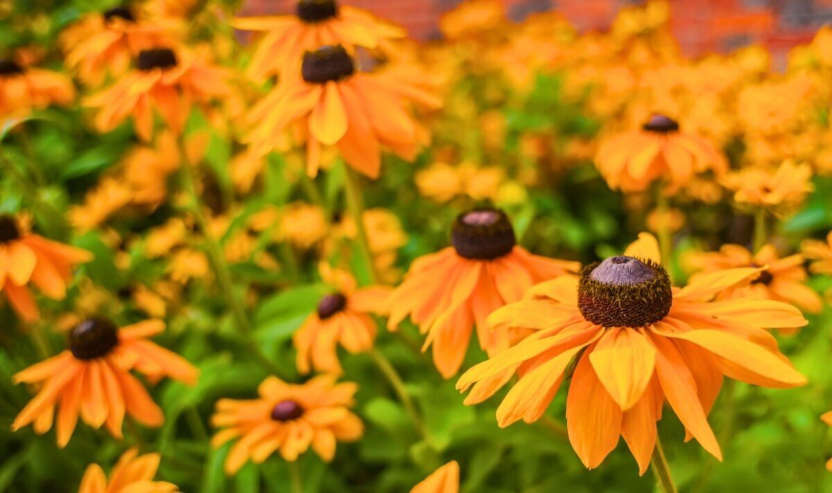 Picture of Black-eyed Susans in a garden Picture of Black-eyed Susans in a garden