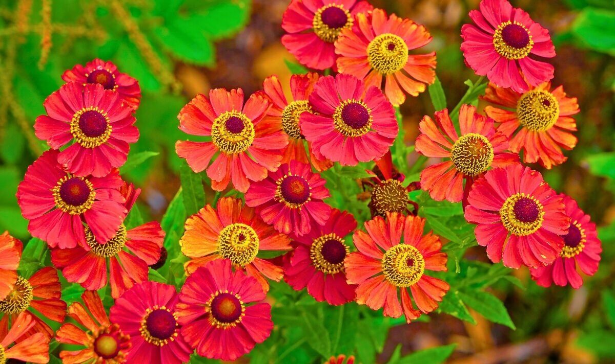 Picture of heleniums in a garden Picture of heleniums in a garden