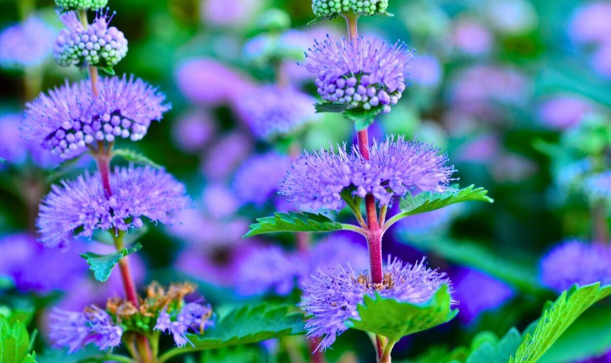 Picture of bluebeards in a garden Picture of bluebeards in a garden