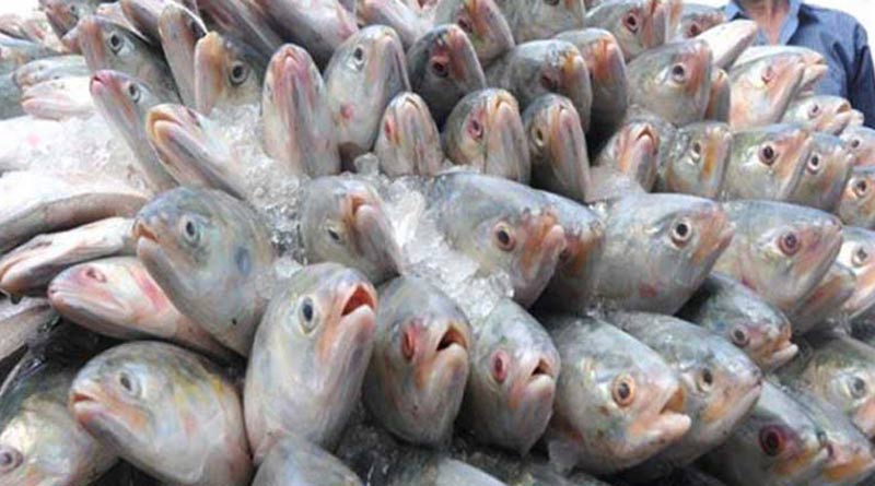 Bangladesh to export 2520 tonnes of Hilsa ahead of Durga Puja