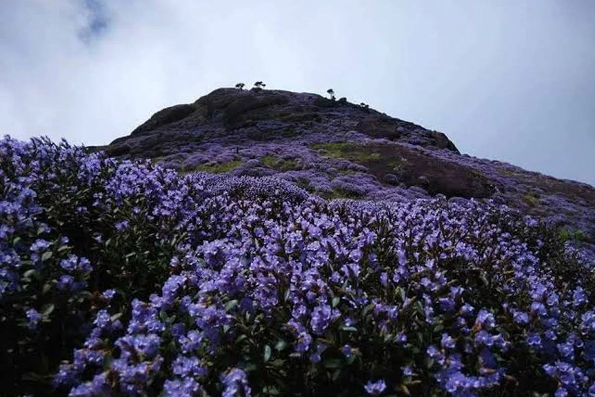 Neelakurinji In Munnar: Where To See The Rare 12-Year Bloom
