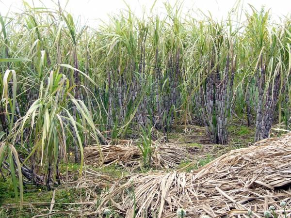 sugarcane  field