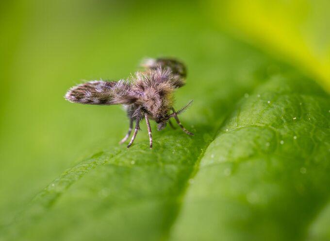 A drain fly. Photo from Pexels