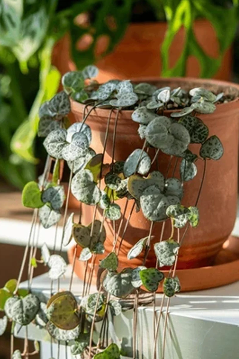 10 indoor plants that require bare minimum care