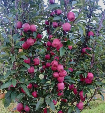 Apple tree