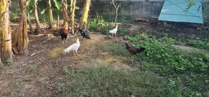 Chickens in Danny’s garden. Photo courtesy of the subject.