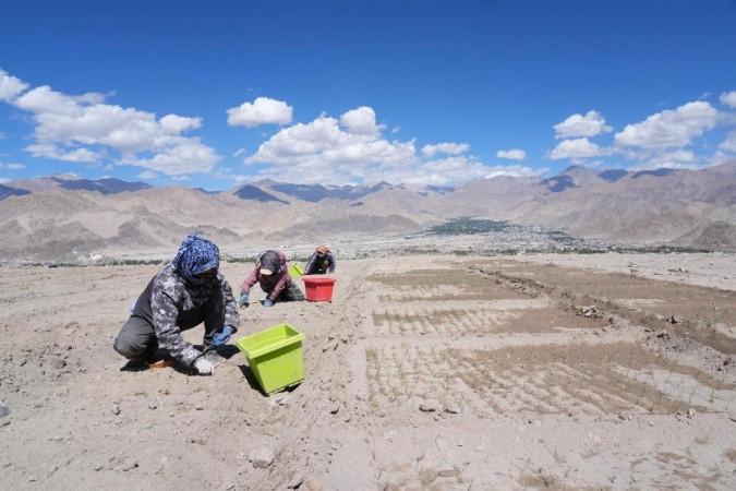 Saffron Cultivation