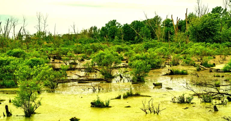 Google Accused of Illegally Killing a Massive Forest for Its New Data  Center Project