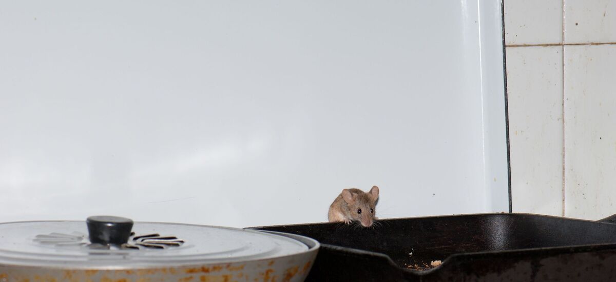Mouse Mouse