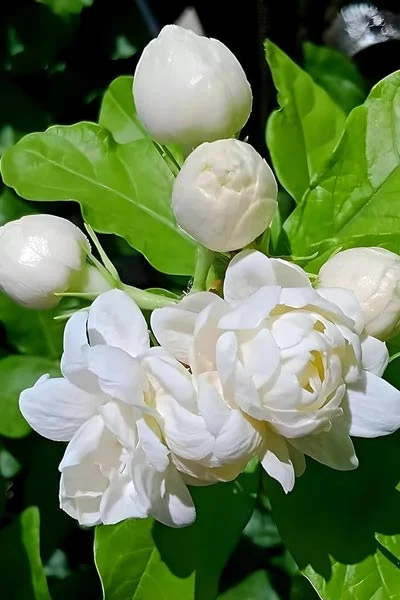 Jasmine-2
