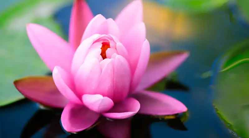 Lotus
