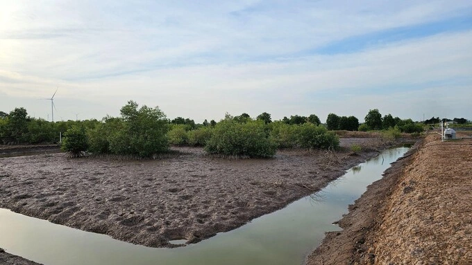 Nature-based solutions are being used to support mangrove regeneration. Photo courtesy of IUCN