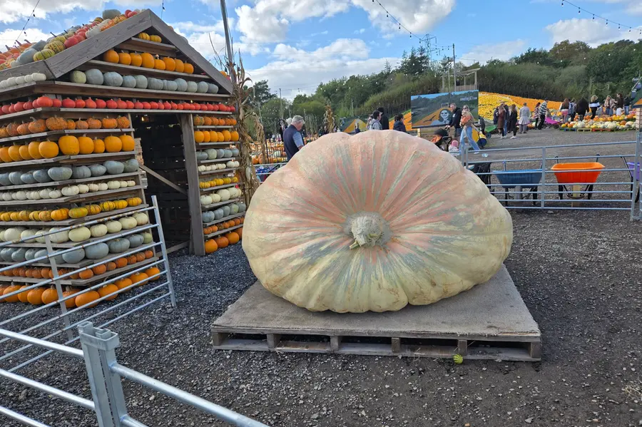 Meet Bagheera, the world's heaviest Pumpkin weighing 1,295-kg