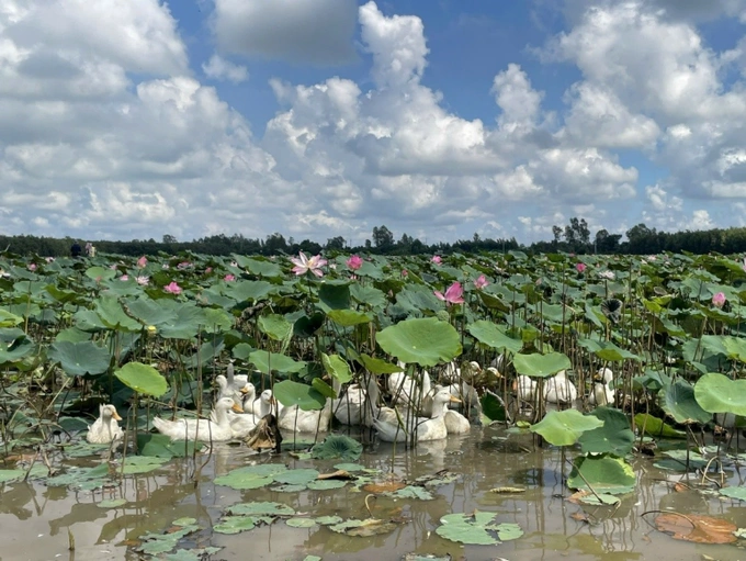 Lotus cultivation and value-added lotus products are among the alternatives to a third rice crop. Photo courtesy of IUCN